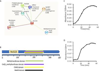 The M. tuberculosis Rv1523 Methyltransferase Promotes Drug Resistance Through Methylation-Mediated Cell Wall Remodeling and Modulates Macrophages Immune Responses